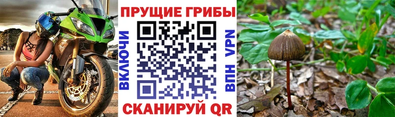 Купить  Лабинск  Псилоцибиновые грибы GOLDEN TEACHER 